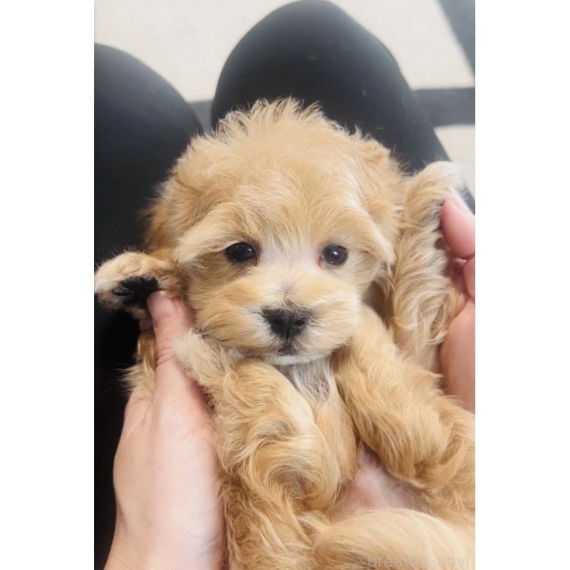 販売中の福岡県のミックス犬-445788の3枚目