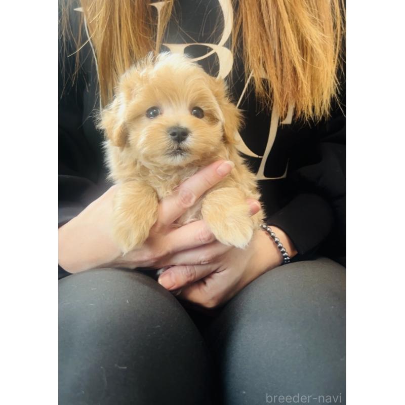 販売中の福岡県のミックス犬-445788の2枚目