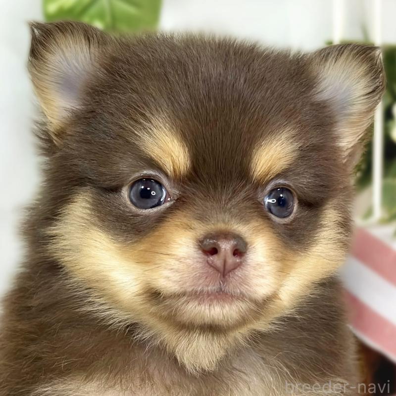 販売中の滋賀県のポメチワ:ポメラニアン×チワワ-445787の1枚目