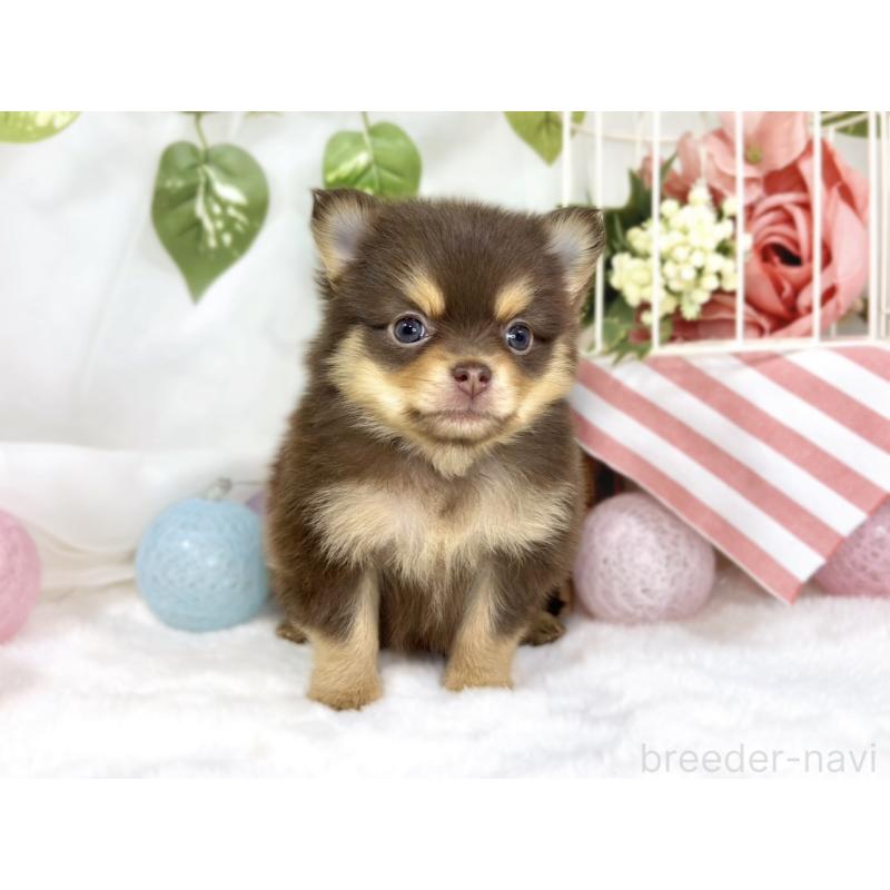 販売中の滋賀県のポメチワ:ポメラニアン×チワワ-445787の4枚目