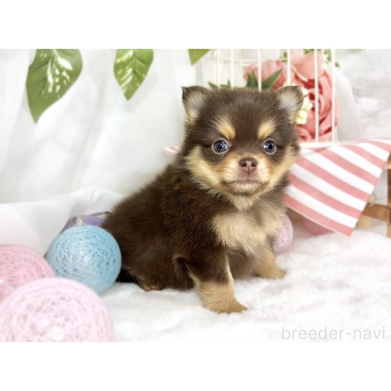 販売中の滋賀県のポメチワ:ポメラニアン×チワワ-445787の3枚目
