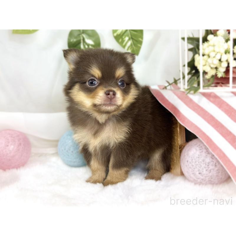 販売中の滋賀県のポメチワ:ポメラニアン×チワワ-445787の2枚目