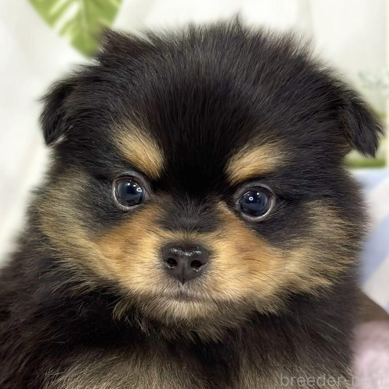 販売中の滋賀県のポメチワ:ポメラニアン×チワワ-445789の1枚目