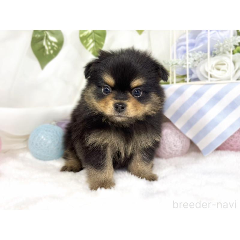 販売中の滋賀県のポメチワ:ポメラニアン×チワワ-445789の4枚目