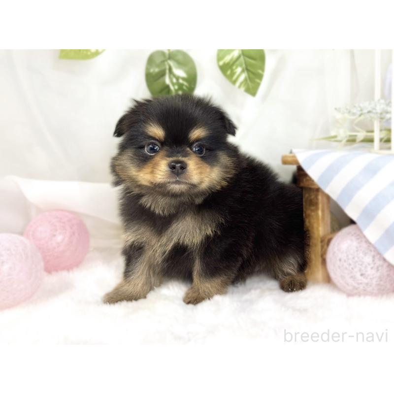 販売中の滋賀県のポメチワ:ポメラニアン×チワワ-445789の3枚目