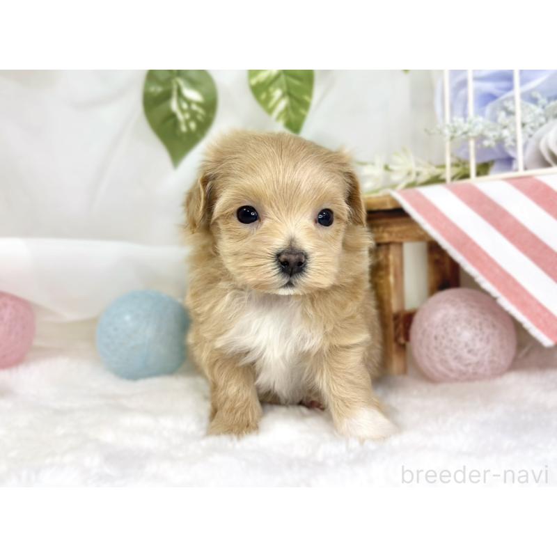 販売中の滋賀県のマルプー:マルチーズ×トイプードル-445791の4枚目