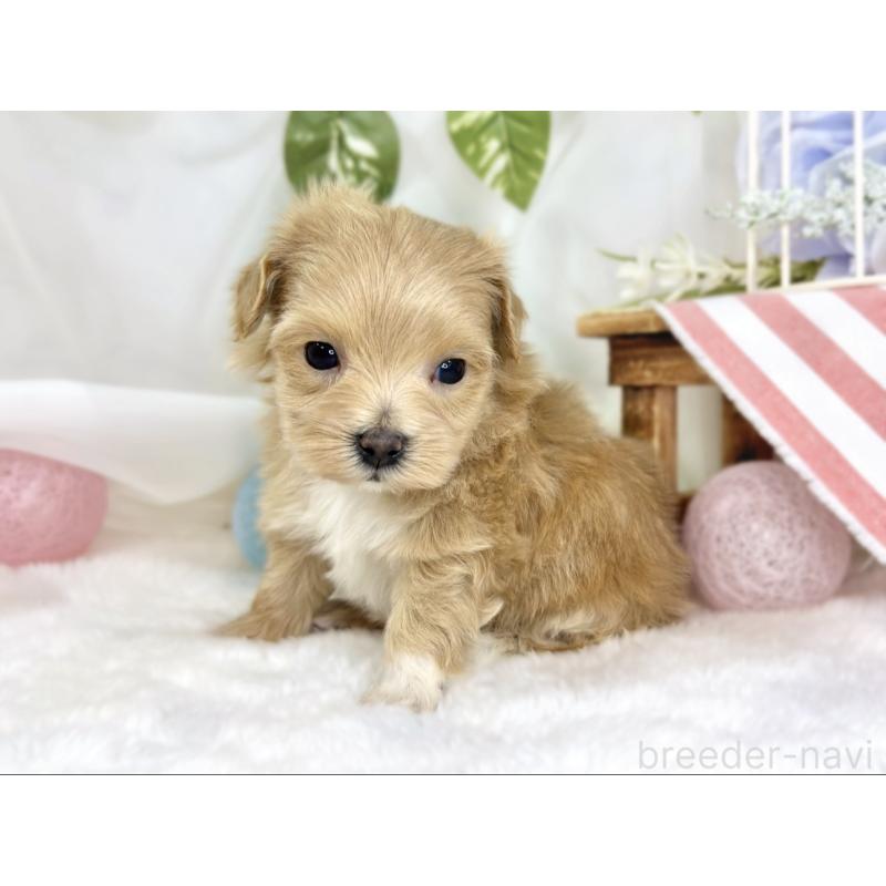 販売中の滋賀県のマルプー:マルチーズ×トイプードル-445791の3枚目