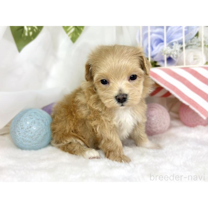 販売中の滋賀県のマルプー:マルチーズ×トイプードル-445791の2枚目