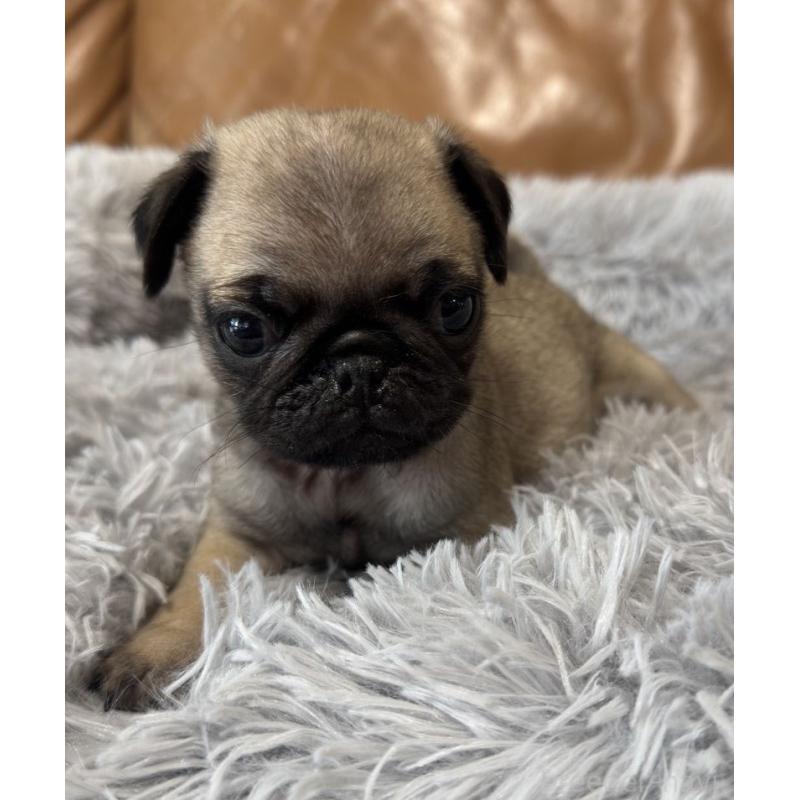 販売中の山梨県のパグ-435633