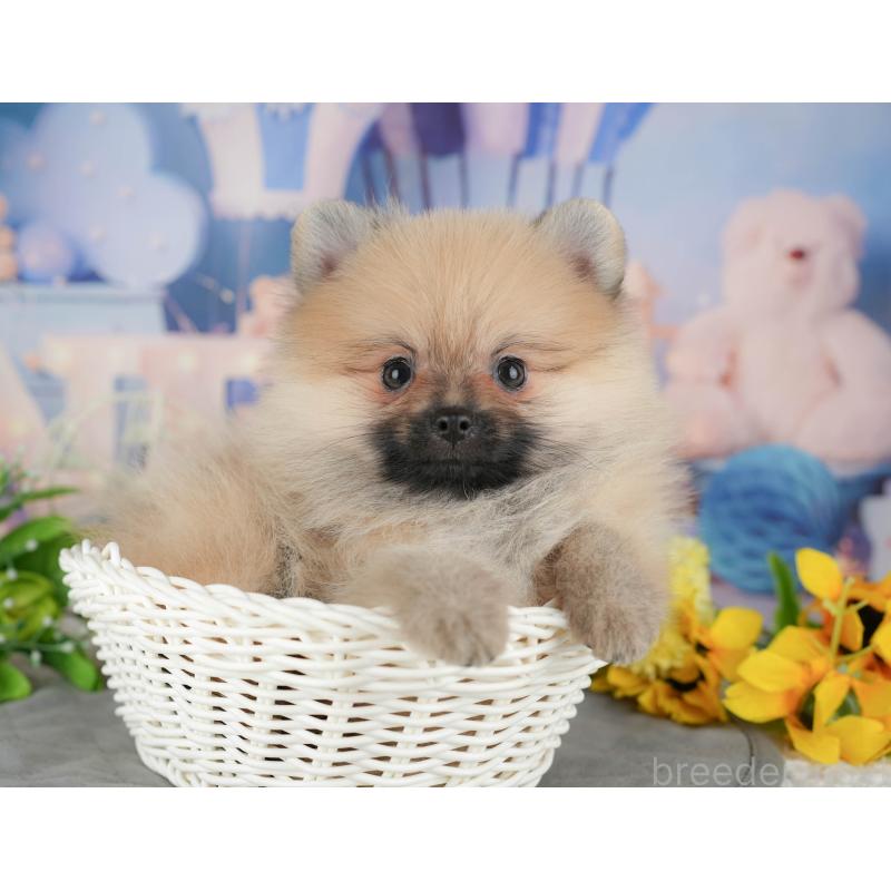 販売中の栃木県のポメラニアン-445805の10枚目