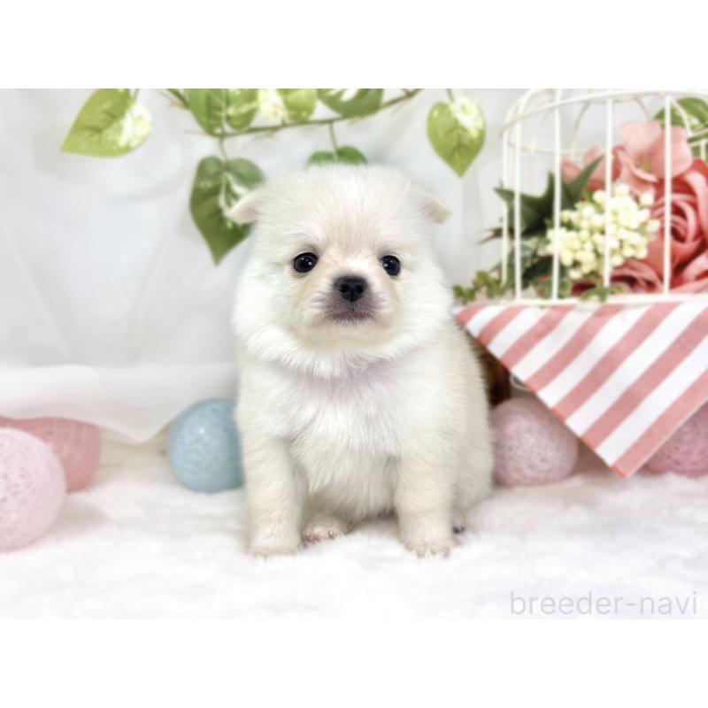 販売中の滋賀県のポメチワ:ポメラニアン×チワワ-445793の4枚目