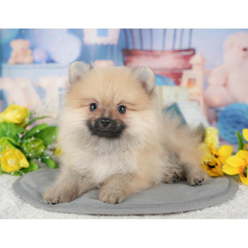 販売中の栃木県のポメラニアン-445805の6枚目