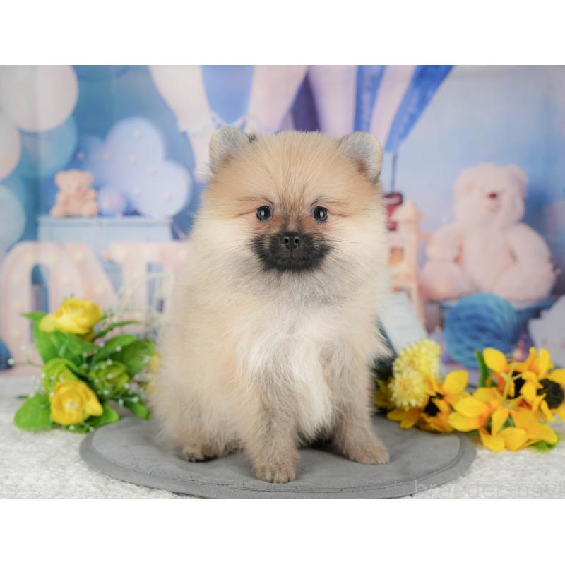 販売中の栃木県のポメラニアン-445805の5枚目