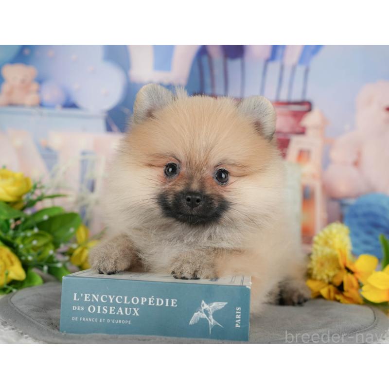 販売中の栃木県のポメラニアン-445805の3枚目