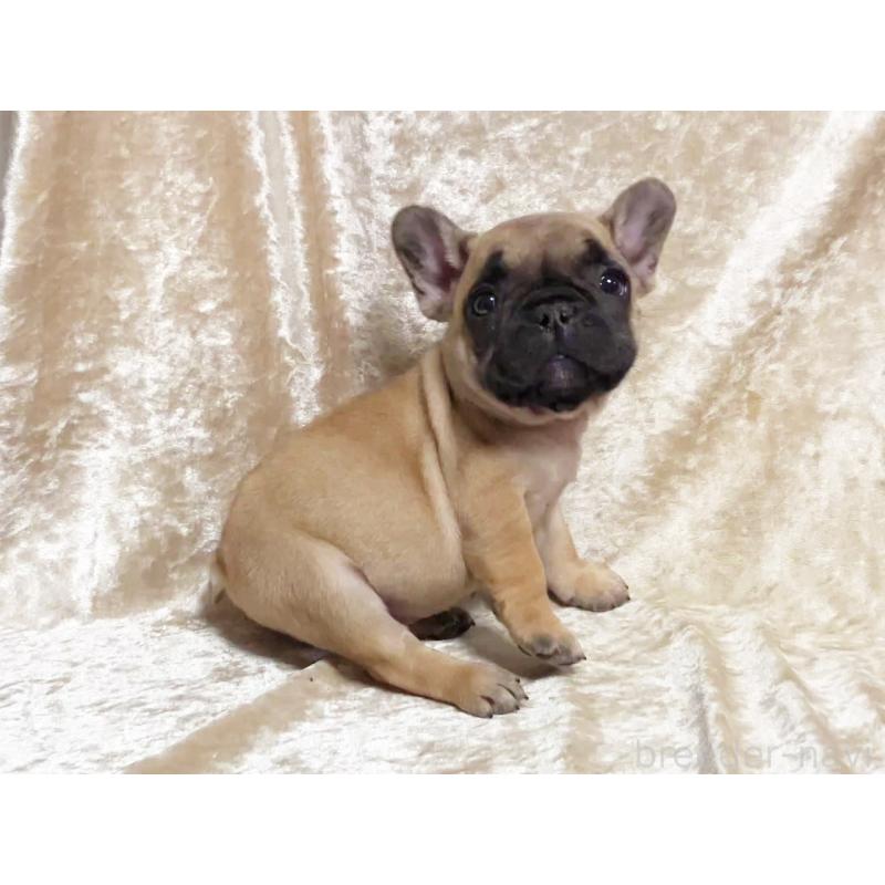 商談中の宮城県のフレンチブルドッグ-445795