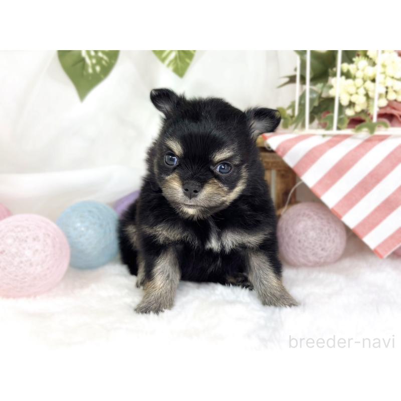 販売中の滋賀県のポメチワ:ポメラニアン×チワワ-445796の4枚目