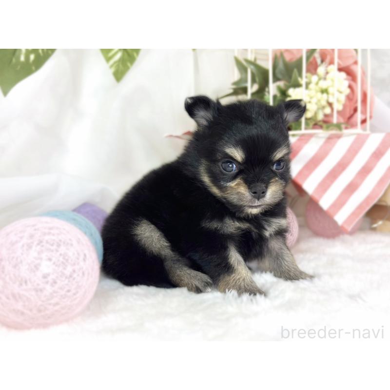 販売中の滋賀県のポメチワ:ポメラニアン×チワワ-445796の3枚目