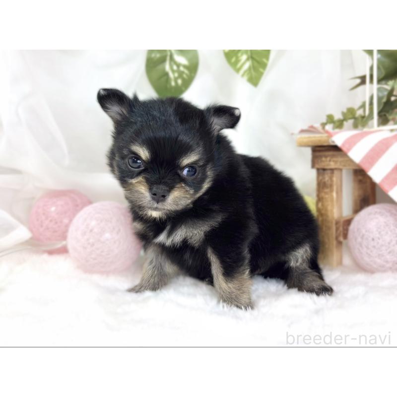 販売中の滋賀県のポメチワ:ポメラニアン×チワワ-445796の2枚目