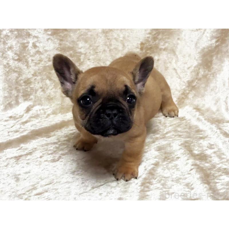 商談中の宮城県のフレンチブルドッグ-445797の1枚目