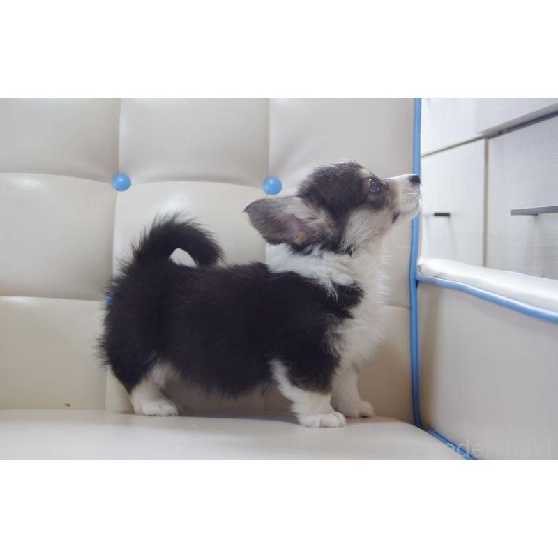 販売中の千葉県のウェルシュコーギーペンブローク-445799の5枚目