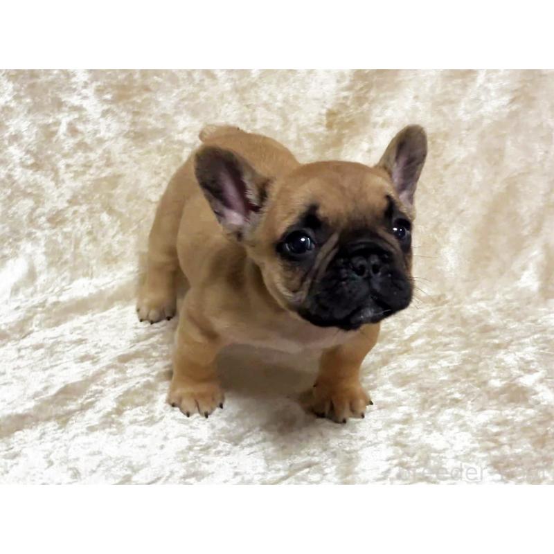 商談中の宮城県のフレンチブルドッグ-445797の2枚目