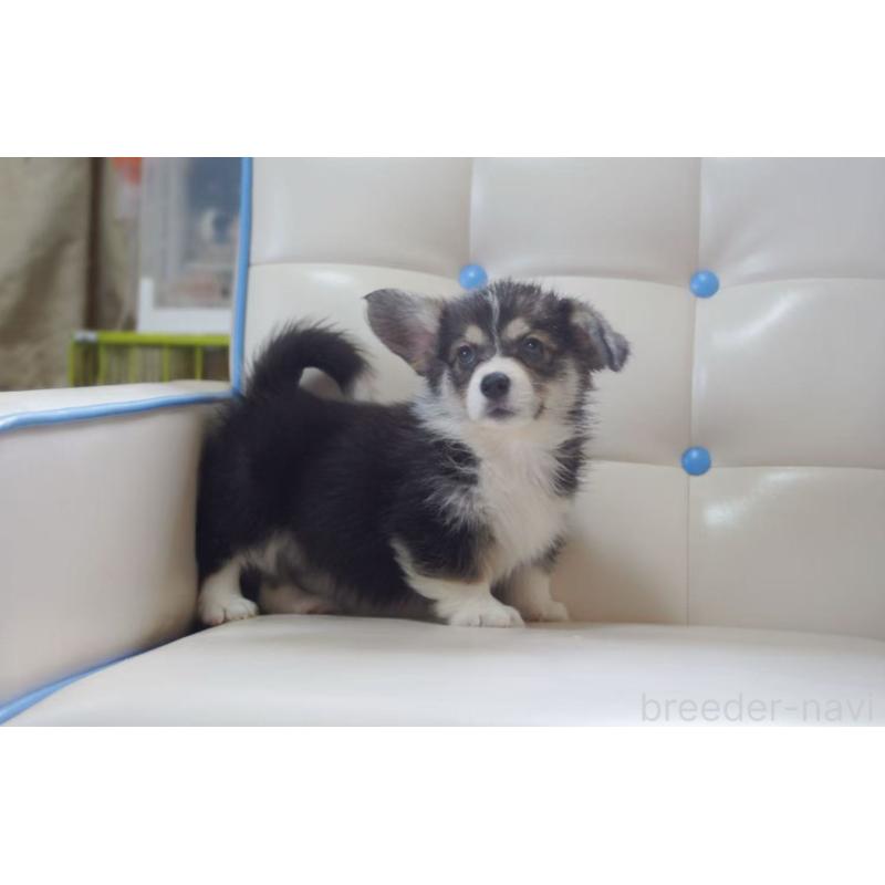 販売中の千葉県のウェルシュコーギーペンブローク-445799の4枚目