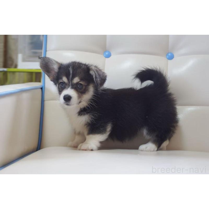 販売中の千葉県のウェルシュコーギーペンブローク-445799の3枚目