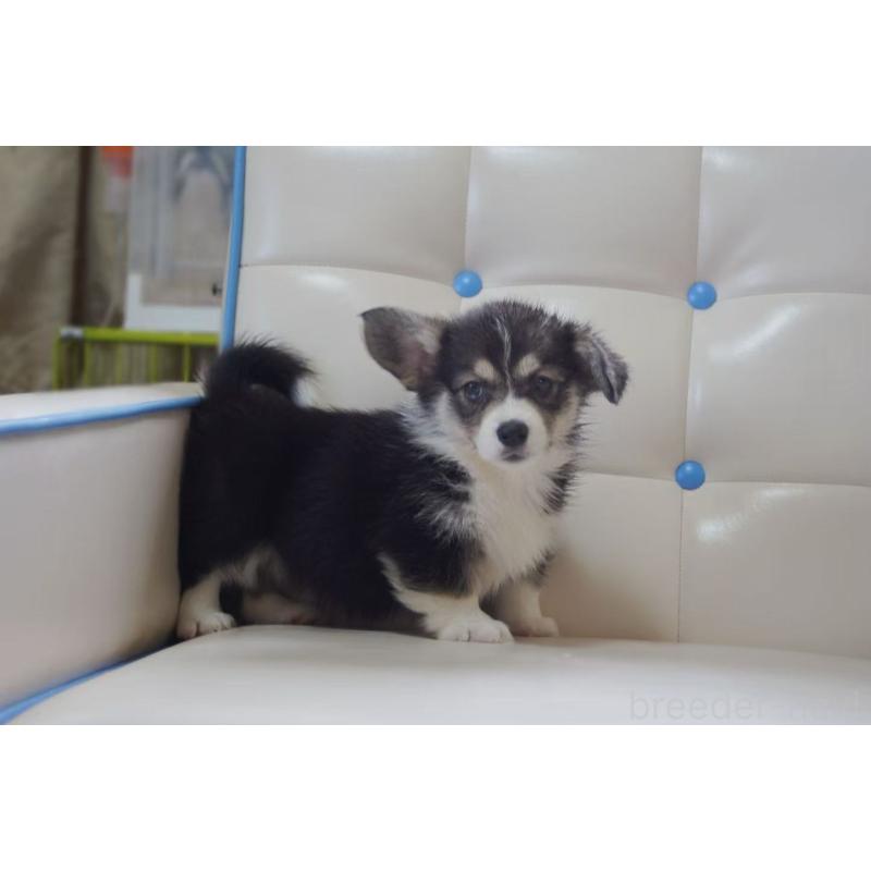 販売中の千葉県のウェルシュコーギーペンブローク-445799の2枚目