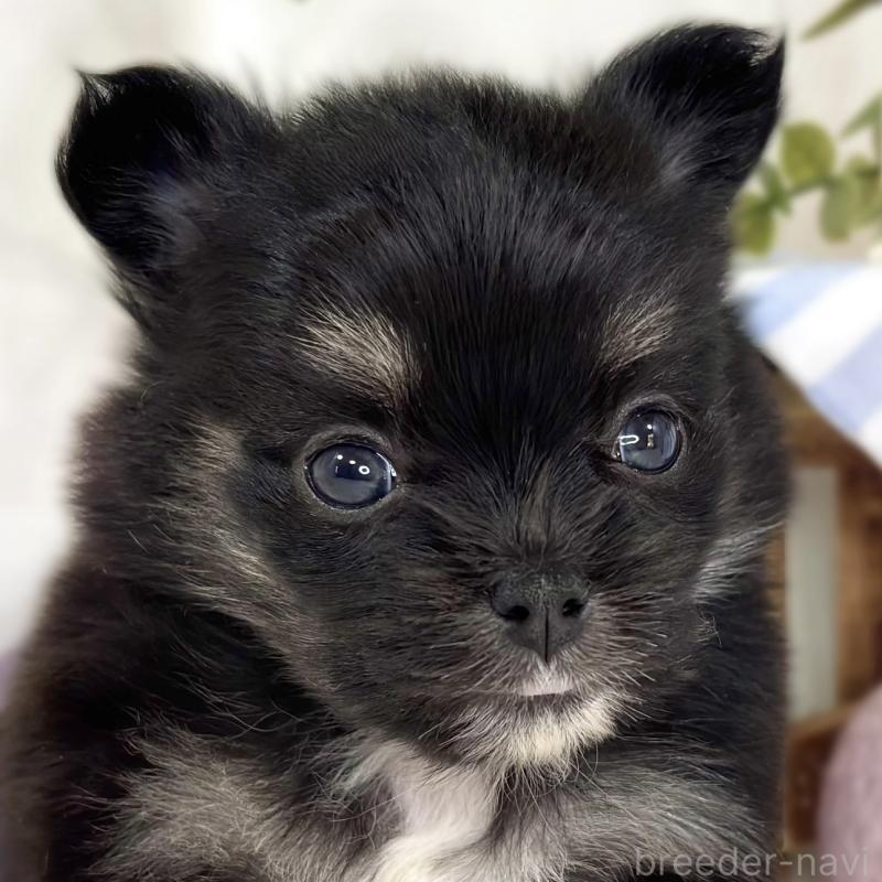 販売中の滋賀県のポメチワ:ポメラニアン×チワワ-445798の1枚目