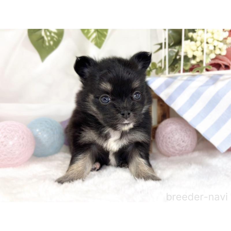 販売中の滋賀県のポメチワ:ポメラニアン×チワワ-445798の4枚目