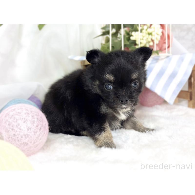 販売中の滋賀県のポメチワ:ポメラニアン×チワワ-445798の3枚目