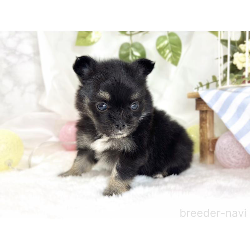 販売中の滋賀県のポメチワ:ポメラニアン×チワワ-445798の2枚目