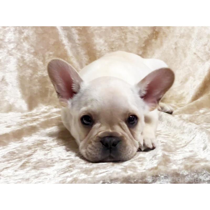 商談中の宮城県のフレンチブルドッグ-445802