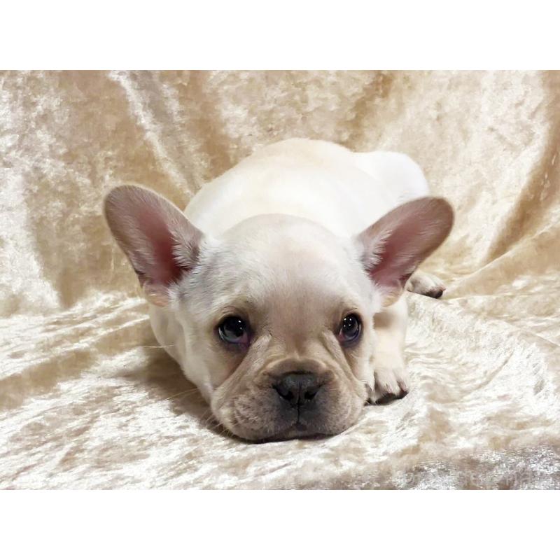 商談中の宮城県のフレンチブルドッグ-445802の3枚目