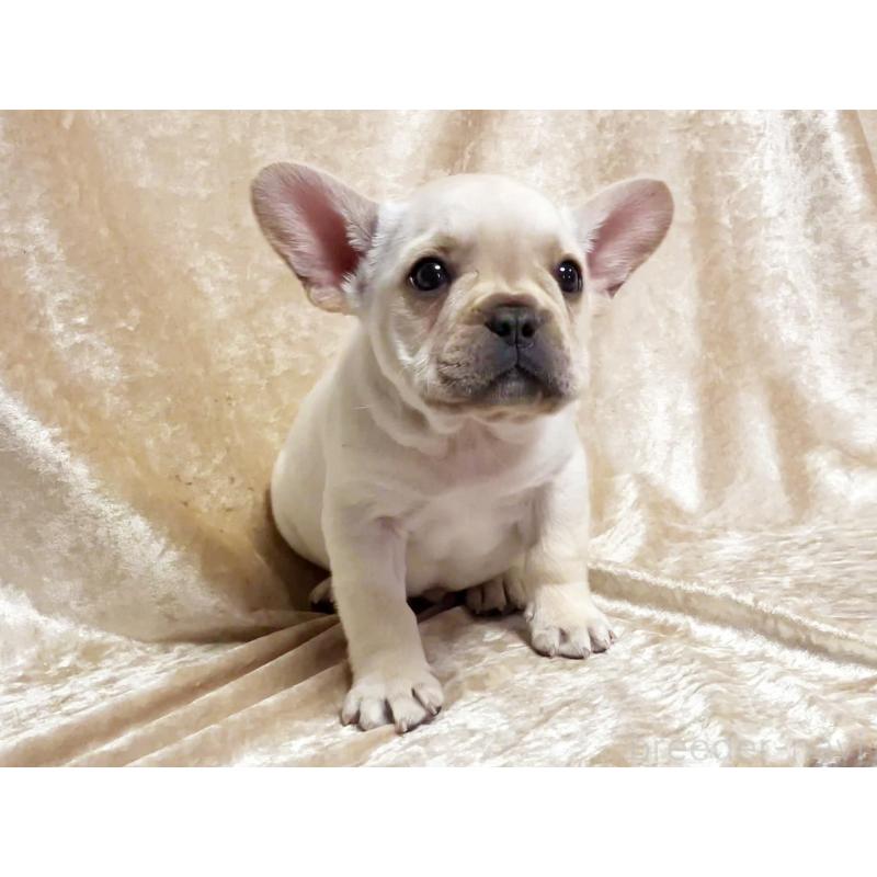 商談中の宮城県のフレンチブルドッグ-445802の2枚目