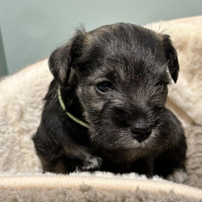 販売中の長崎県のミニチュアシュナウザー-445800