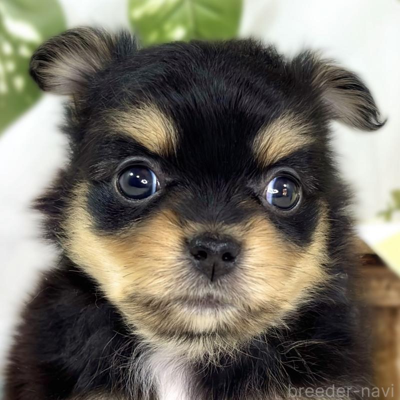 販売中の滋賀県のポメチワ:ポメラニアン×チワワ-445801