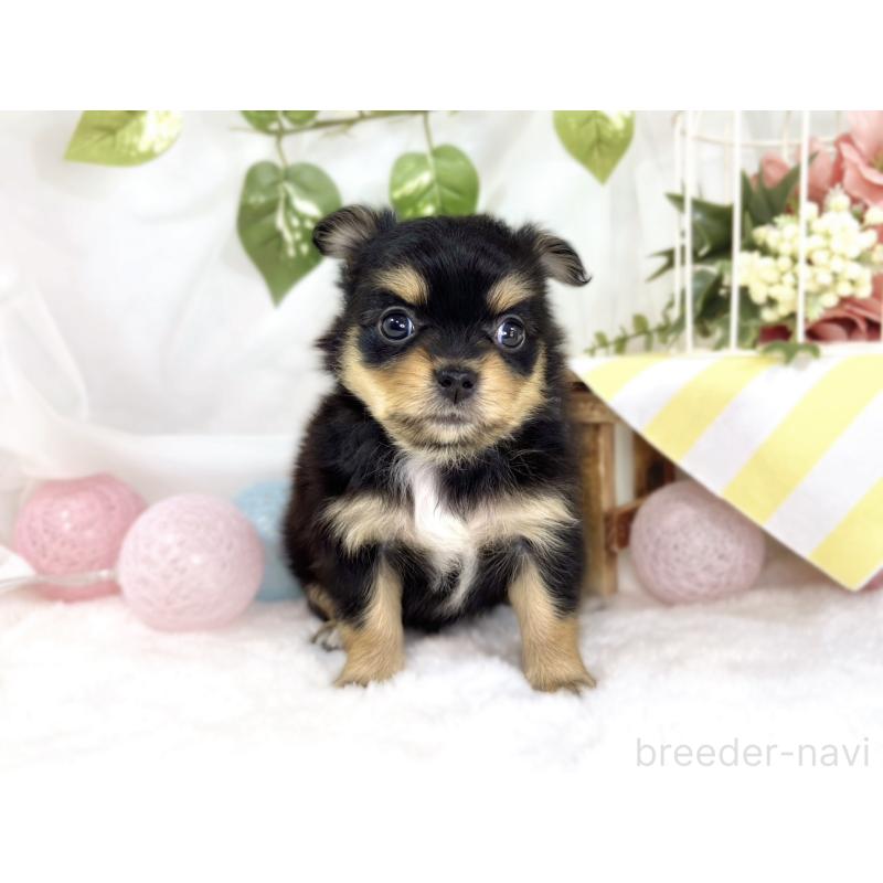 販売中の滋賀県のポメチワ:ポメラニアン×チワワ-445801の4枚目