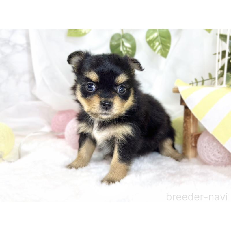 販売中の滋賀県のポメチワ:ポメラニアン×チワワ-445801の2枚目