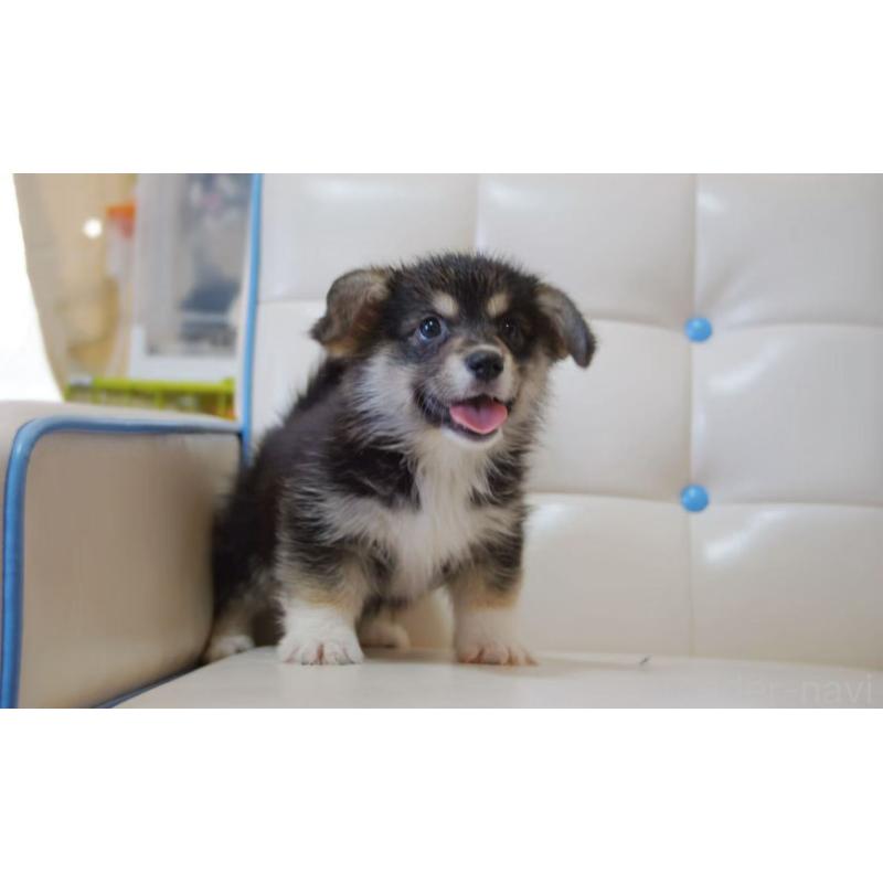 販売中の千葉県のウェルシュコーギーペンブローク-445794の4枚目