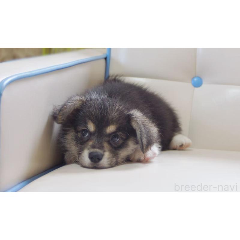 販売中の千葉県のウェルシュコーギーペンブローク-445794の3枚目