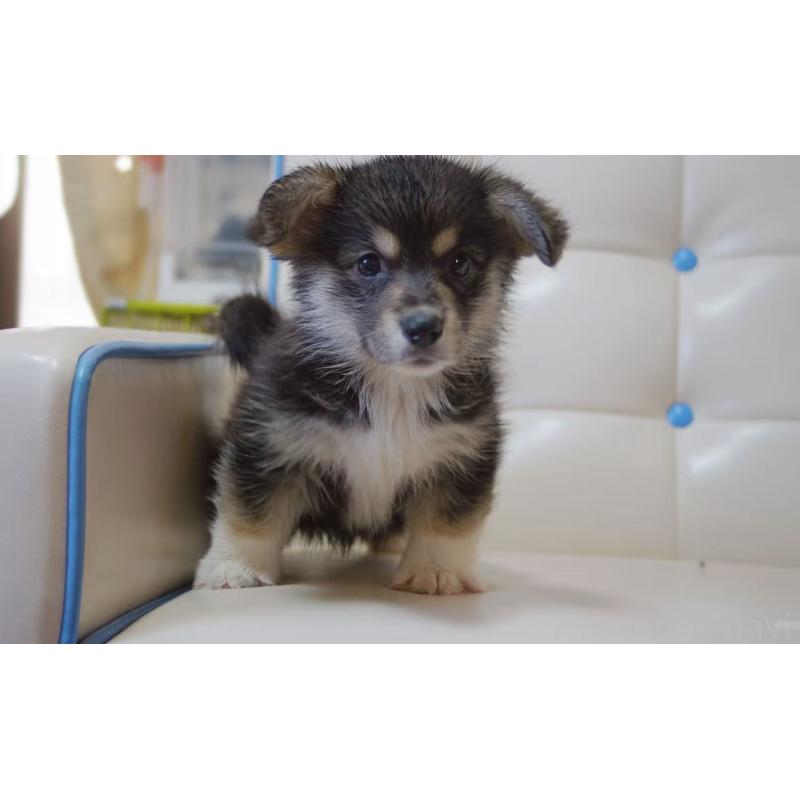 販売中の千葉県のウェルシュコーギーペンブローク-445794の2枚目