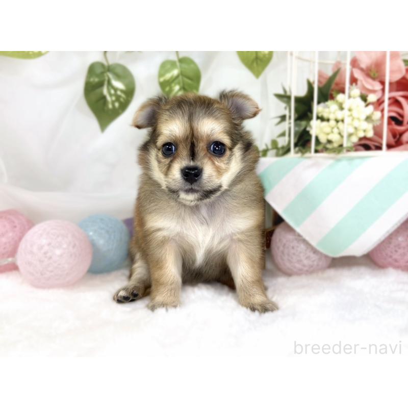 販売中の滋賀県のポメチワ:ポメラニアン×チワワ-445803の3枚目