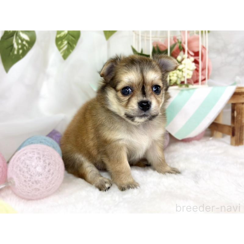 販売中の滋賀県のポメチワ:ポメラニアン×チワワ-445803の4枚目