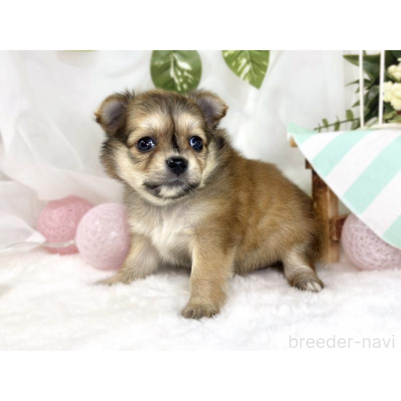 販売中の滋賀県のポメチワ:ポメラニアン×チワワ-445803の2枚目