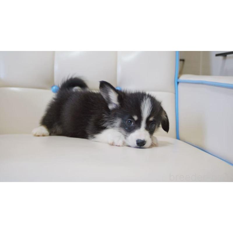 販売中の千葉県のウェルシュコーギーペンブローク-445792の5枚目