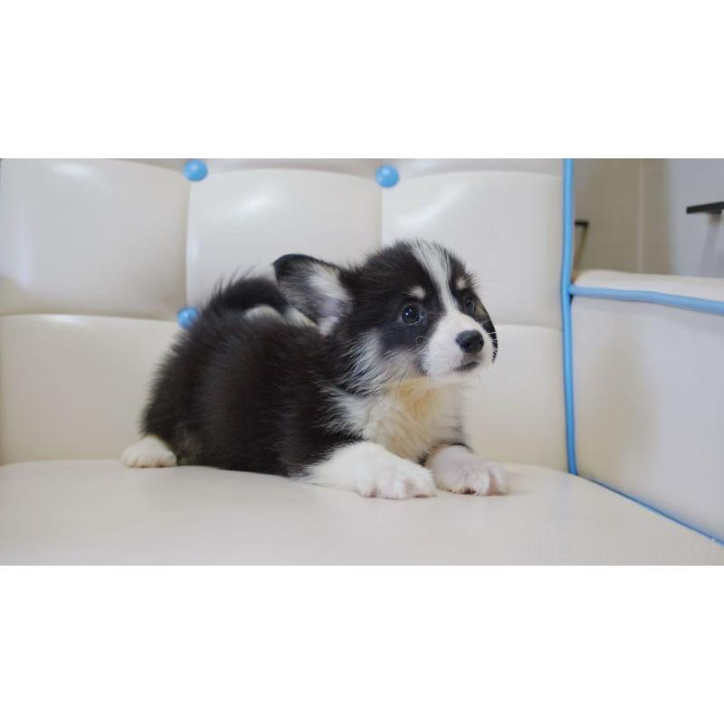 販売中の千葉県のウェルシュコーギーペンブローク-445792の3枚目