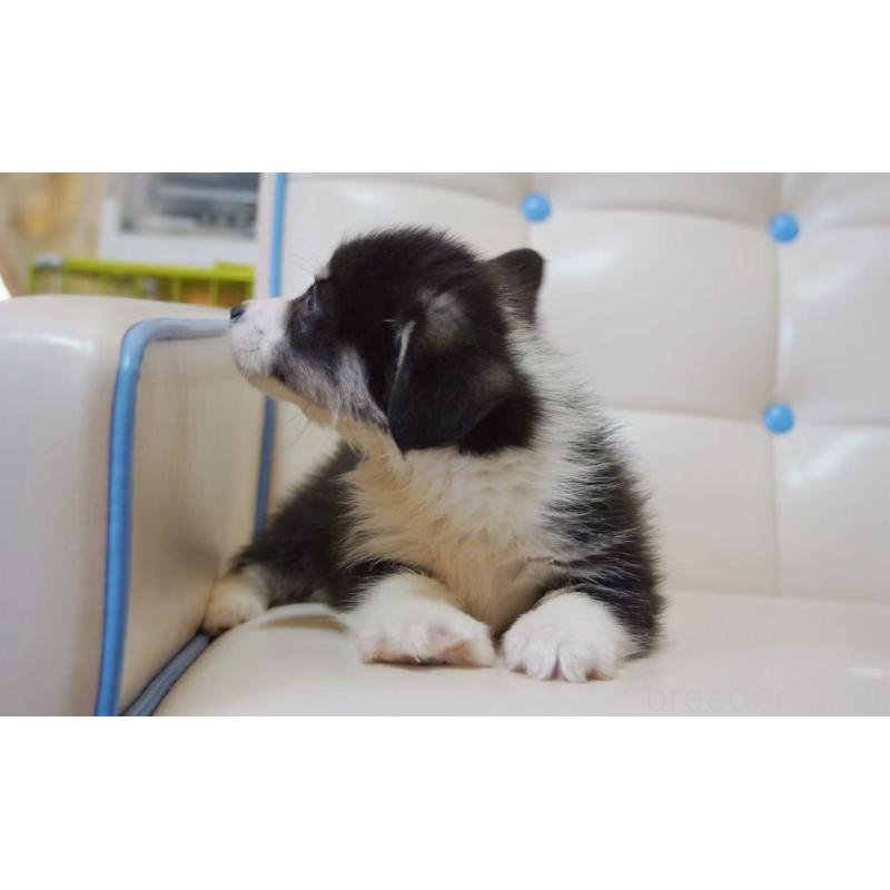 販売中の千葉県のウェルシュコーギーペンブローク-445792の2枚目