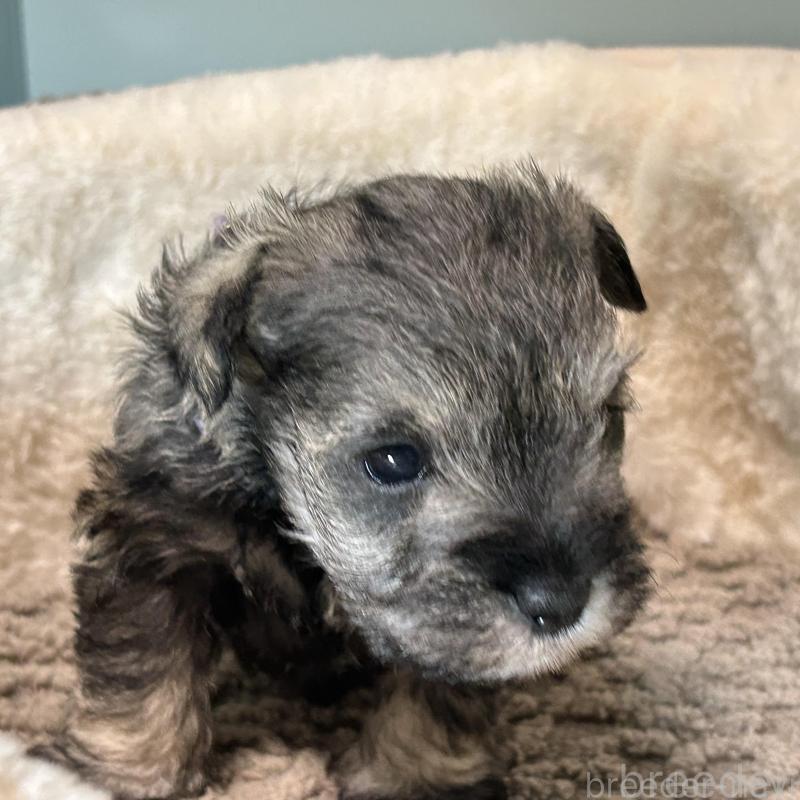 販売中の長崎県のミニチュアシュナウザー-445804の1枚目