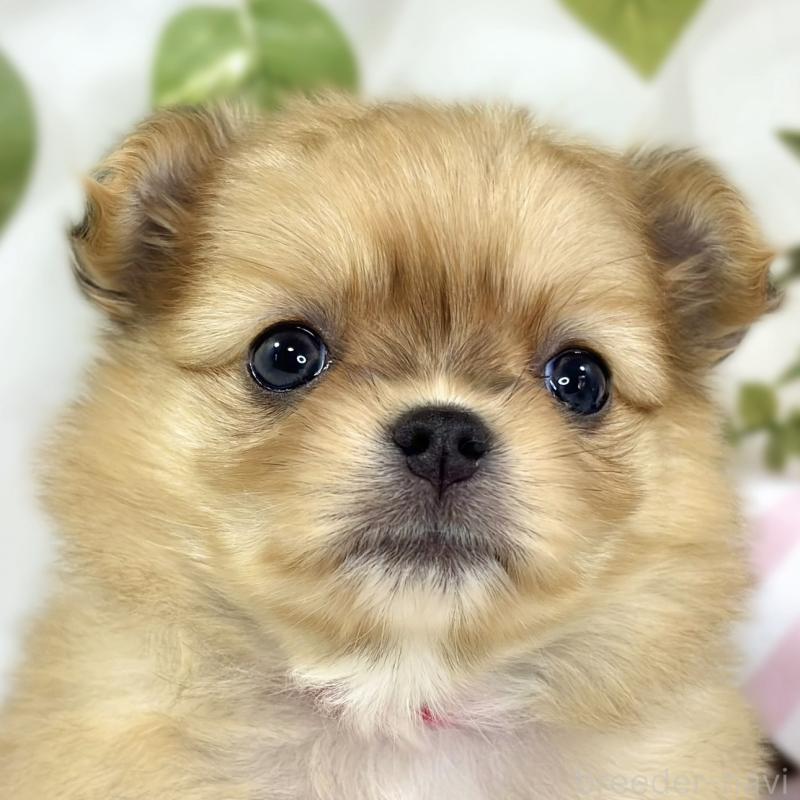 販売中の滋賀県のポメチワ:ポメラニアン×チワワ-445806